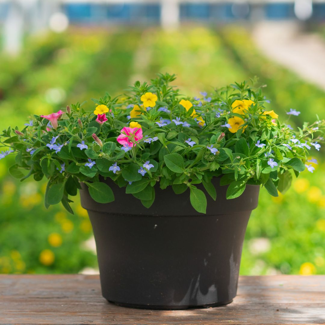 Combo – Pink Lemonade – 12″ Patio Pot